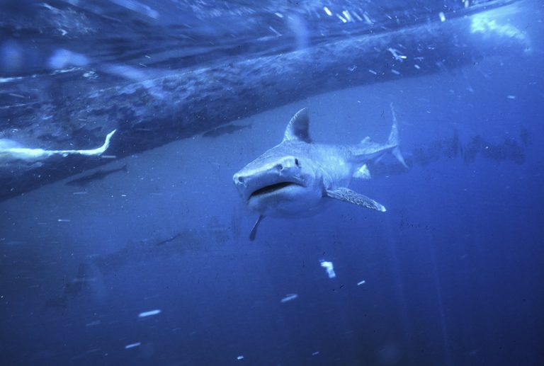 Abattage de Requins à Nouméa : Une Réaction Controversée