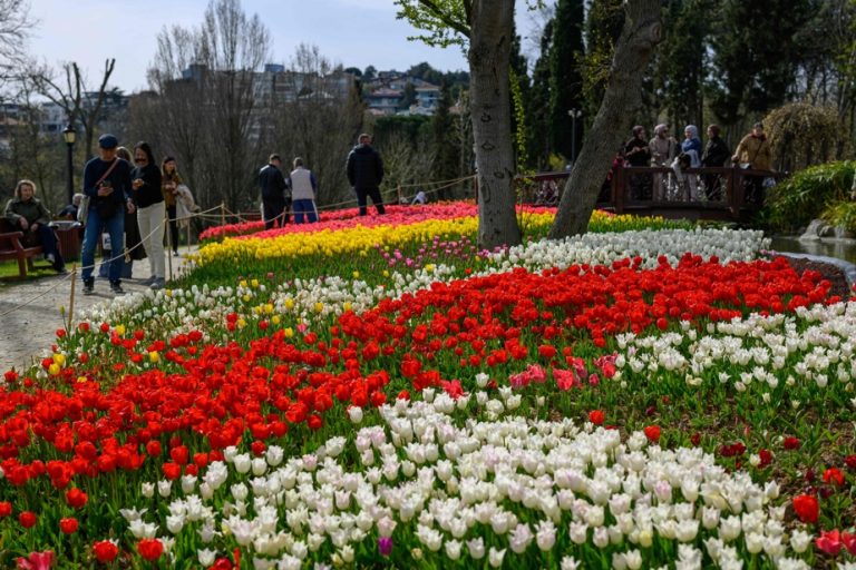 Keukenhof : Pourquoi des millions de tulipes en fleurs attirent-elles tant de visiteurs ?