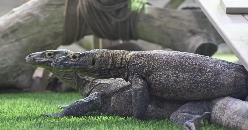 Quand les varans remplacent les politiciens : l'Indonésie et sa diplomatie absurde face aux extrêmes