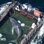 Baleine échouée transportée hors des eaux allemandes par une barge