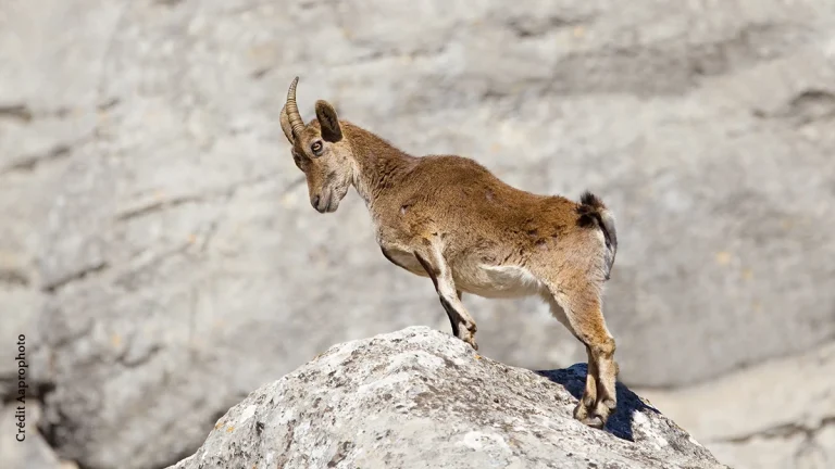 Le retour du bouquetin : un symbole de renaissance ou un leurre écologique ?