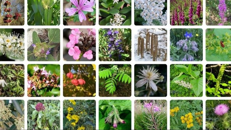 PlantNet : Quand la Nature se Fait Numérique, mais Pas Trop