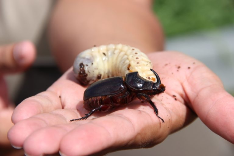 Quand un scarabée fout tout en l&rsquo;air : l’absurde invasion de Lifou
