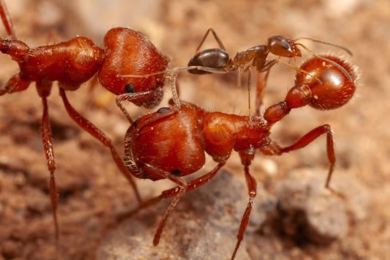 Comment deux espèces de fourmis collaborent pour nettoyer le désert de l&rsquo;Arizona ?