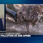 25 ans après l&rsquo;Erika : quelles conséquences sur l&rsquo;environnement aujourd&rsquo;hui ?