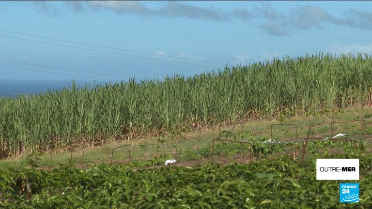 Autosuffisance alimentaire : un défi crucial pour l&rsquo;avenir des Outre-mer
