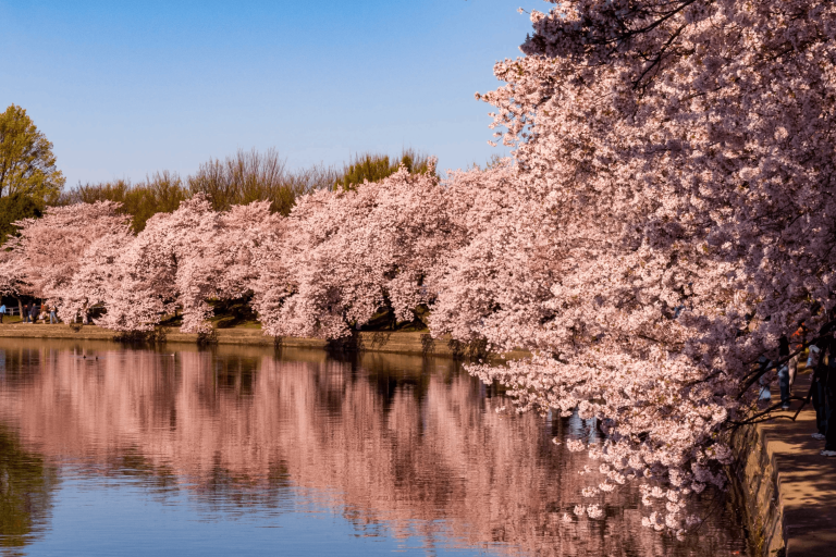 La Floraison des Cerisiers Japonais : Un Spectacle Menacé par le Changement Climatique