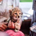 Des guépards aux mains des extrêmes : quand les villes RN deviennent le théâtre d'une absurdité conservatrice