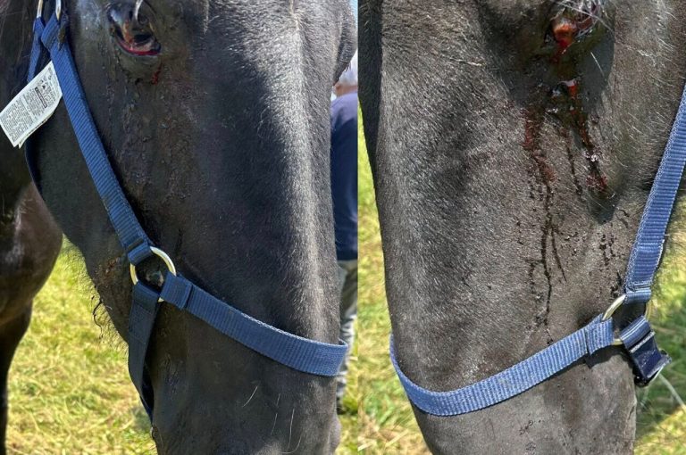 Chevaux mutilés en Seine-Maritime : les associations remportent une demi-victoire en appel.