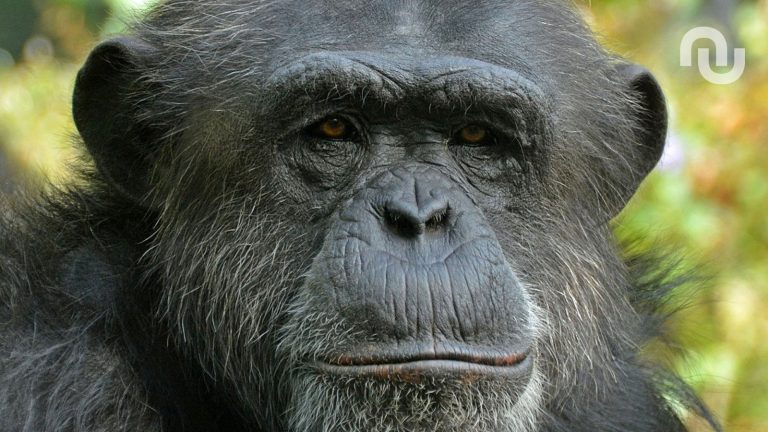 Guerre des chimpanzés : quand la nature imite l’absurde
