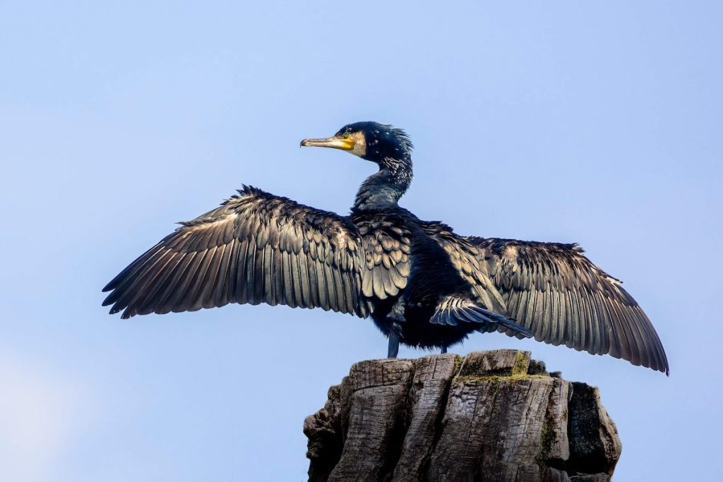 Un grand cormoran déploie ses ailes sur une souche, image d’illustration de l’article consacré à l’abattage autorisé de 35 oiseaux. © Image par Luigi de Pixabay