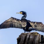Un grand cormoran déploie ses ailes sur une souche, image d’illustration de l’article consacré à l’abattage autorisé de 35 oiseaux. © Image par Luigi de Pixabay