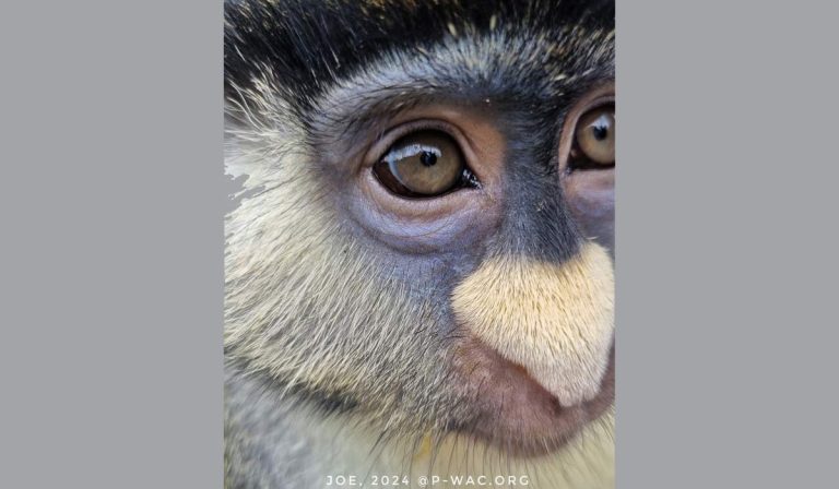 Primatologie : Quand la Science se Perd dans l&rsquo;Enfermement