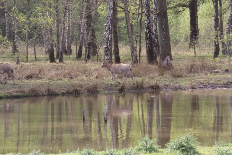 Les Cerfs du Monde aux Portes de Paris : Édouard Philippe à l’Espace Rambouillet ?