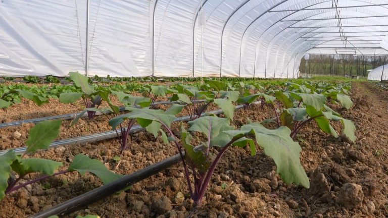 La Ferme de l&rsquo;Illusion : Quand l&rsquo;Écologie Devient un Prétexte