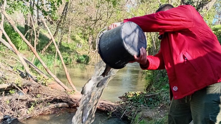 Pêche à la truite : un lâcher qui fait des vagues dans la Touloubre