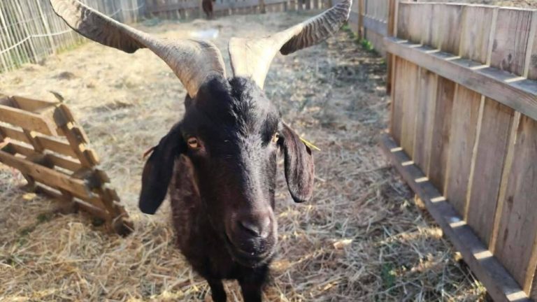 Devry, le bouc victime de la bêtise humaine : une tragédie évitable