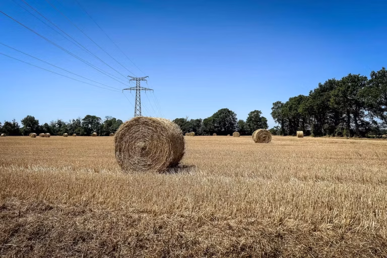 Cadmium : Quand la Toxicité Règne en Maître sur Nos Assiettes