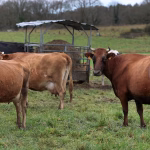 Quand un maire préfère des vaches à des élèves : l'absurde choix d'une ville RN en crise !