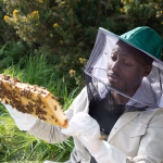 « Les Secrets des abeilles » : Quand les insectes nous enseignent plus que nos dirigeants d'extrême droite !