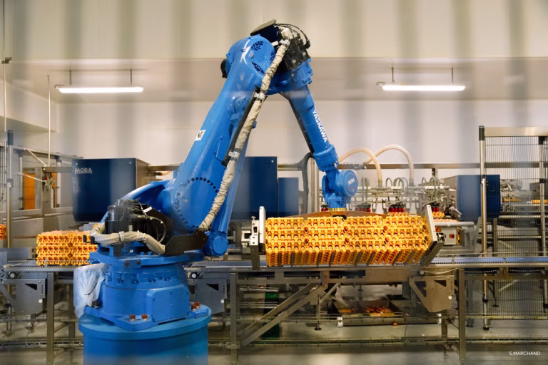 L’Œuf : Protéine Refuge ou Illusion Collectif ?