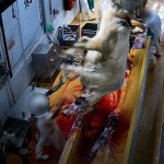 Martinique : Quand l'abattoir devient le symbole des dérives des dirigeants RN et de l'absurde local !