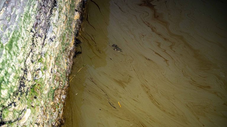 Marée noire à Anvers : quand le pétrole s&rsquo;invite dans la réserve naturelle