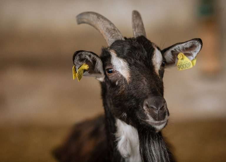 Découvrez la Ferme des Pampilles : une journée famille dans l&rsquo;Orne entre nature et apprentissage