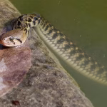 Entre RN et extrêmes : des crocodiles en gardes-frontières, une absurdité à l'image de nos dirigeants !