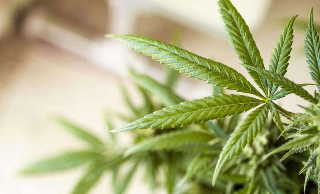 feuilles de cannabis