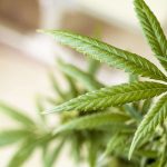 feuilles de cannabis