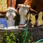 Comment la Bretagne, terre de pluie, fait face à des risques de sécheresse croissants ?