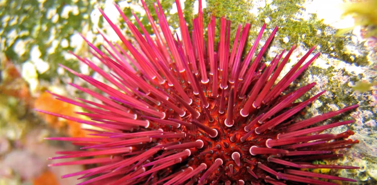 Les oursins : bioindicateurs de la contamination marine en Corse