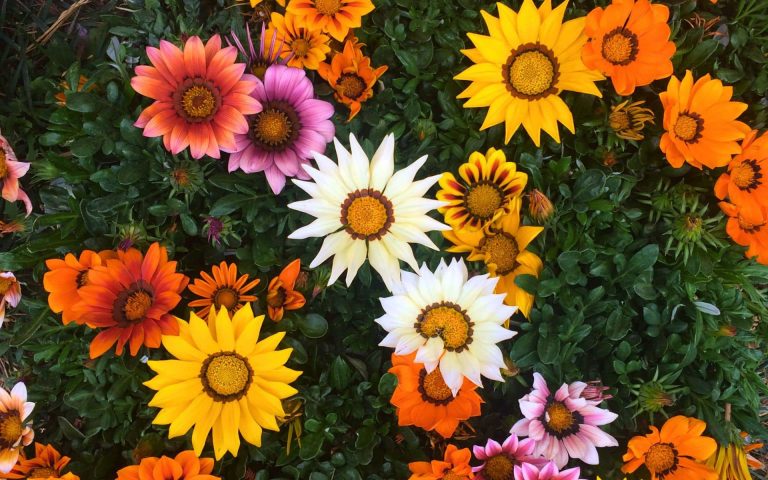 Les jardins d’été : une illusion colorée face à la réalité brûlante