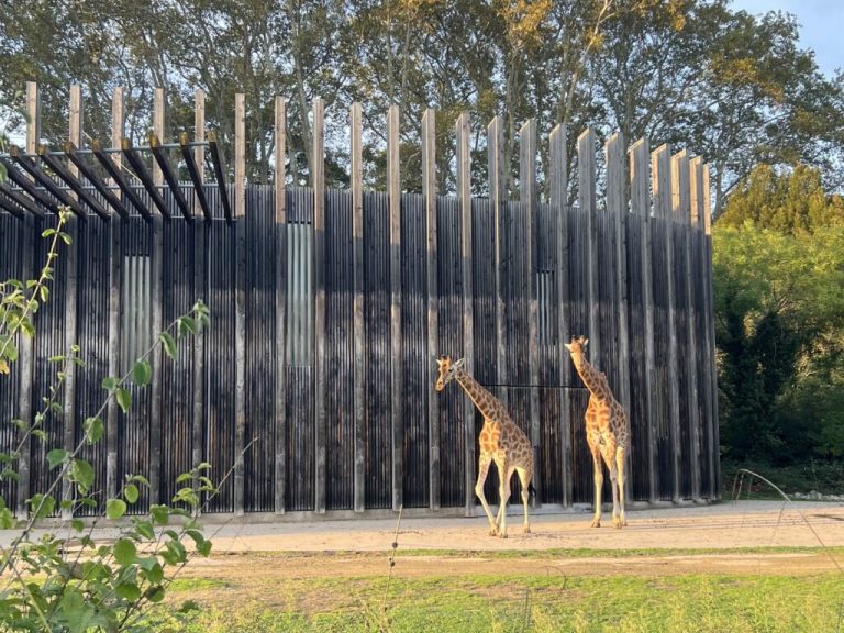 Jean-Michel Aulas et le soutien du Parti animaliste : une promesse en hologramme ?