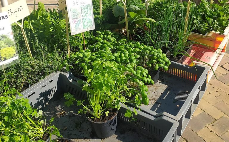 🌱 Festiplantes/Festibio : Une Fête de la Nature ou un Troc de Mensonges ?