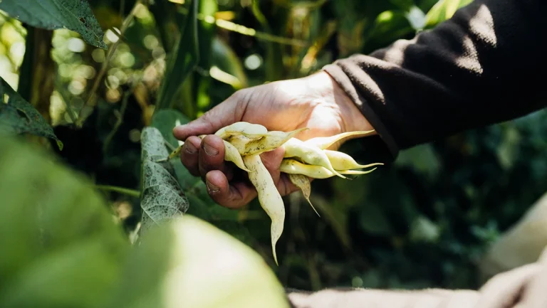 Le haricot ancien du Béarn : un symbole de résilience face aux défis de demain