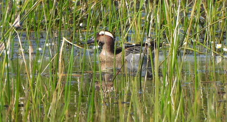 Les Sarcelles d&rsquo;été : Une Illusion d&rsquo;Abondance à Budiccie