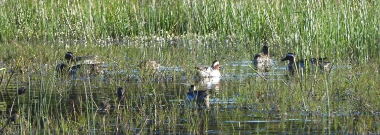 Les Oiseaux de Budiccie : Entre Réveil et Illusion