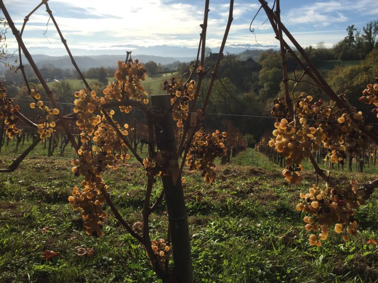Jurançon : Quand le Vin Se Fait Écho des Contradictions Écologiques