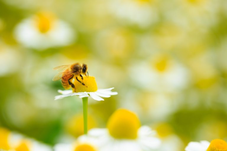 Les Insectes : Les Nouveaux Canaris de la Route