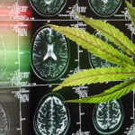 Consommation de cannabis : les cerveaux des conservateurs rétrécissent, mais pas leurs absurdités locales !