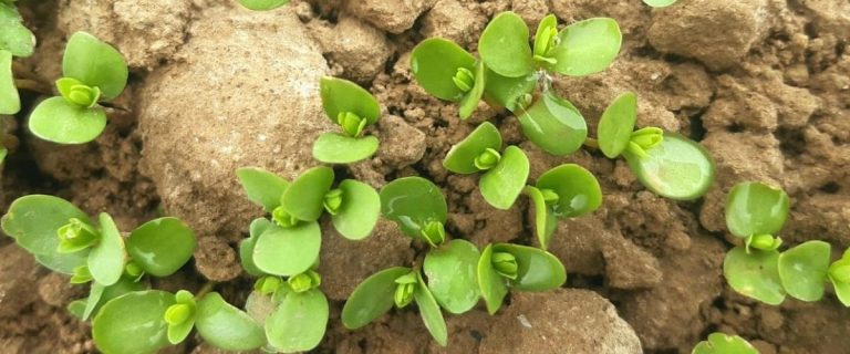 Lin en Bretagne : un semis sous tension, mais la pression reste faible