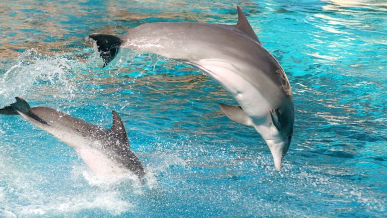 Marineland : Les Dauphins Prisonniers d’un Système en Dérive