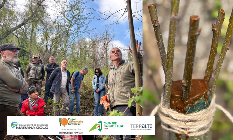 Châtaignes en péril : un retour au passé ou une véritable renaissance ?