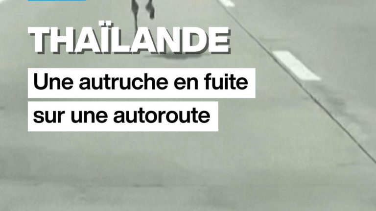 Des autruches sur l'autoroute : quand les dirigeants RN nous mènent à la vitesse du ridicule !