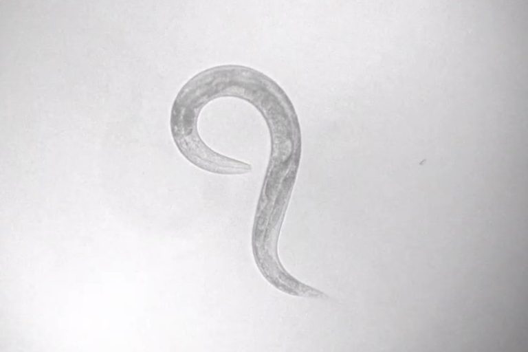 Les Vers de Terre et l’Illusion du Libre Arbitre