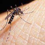 Webinaire collectivités "Plans de gestion communaux : agir contre le moustique tigre"