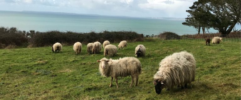 Crise sanitaire : 48 heures pour sauver les ovins et caprins, mais à quel prix ?
