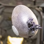 Des œufs aliens ou la réalité absurde des villes RN : quand les dirigeants conservateurs nous font rire !